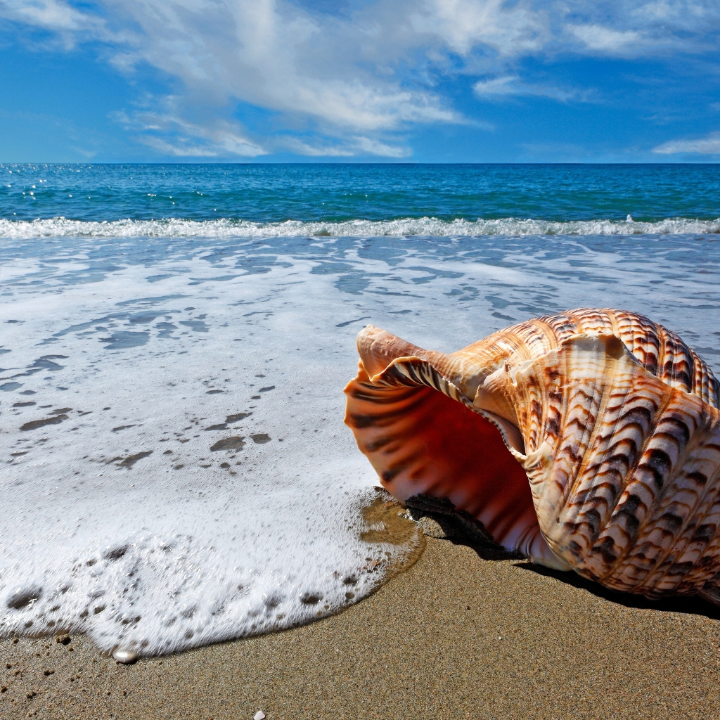 Sea Shell for 1024 x 1024 iPad resolution