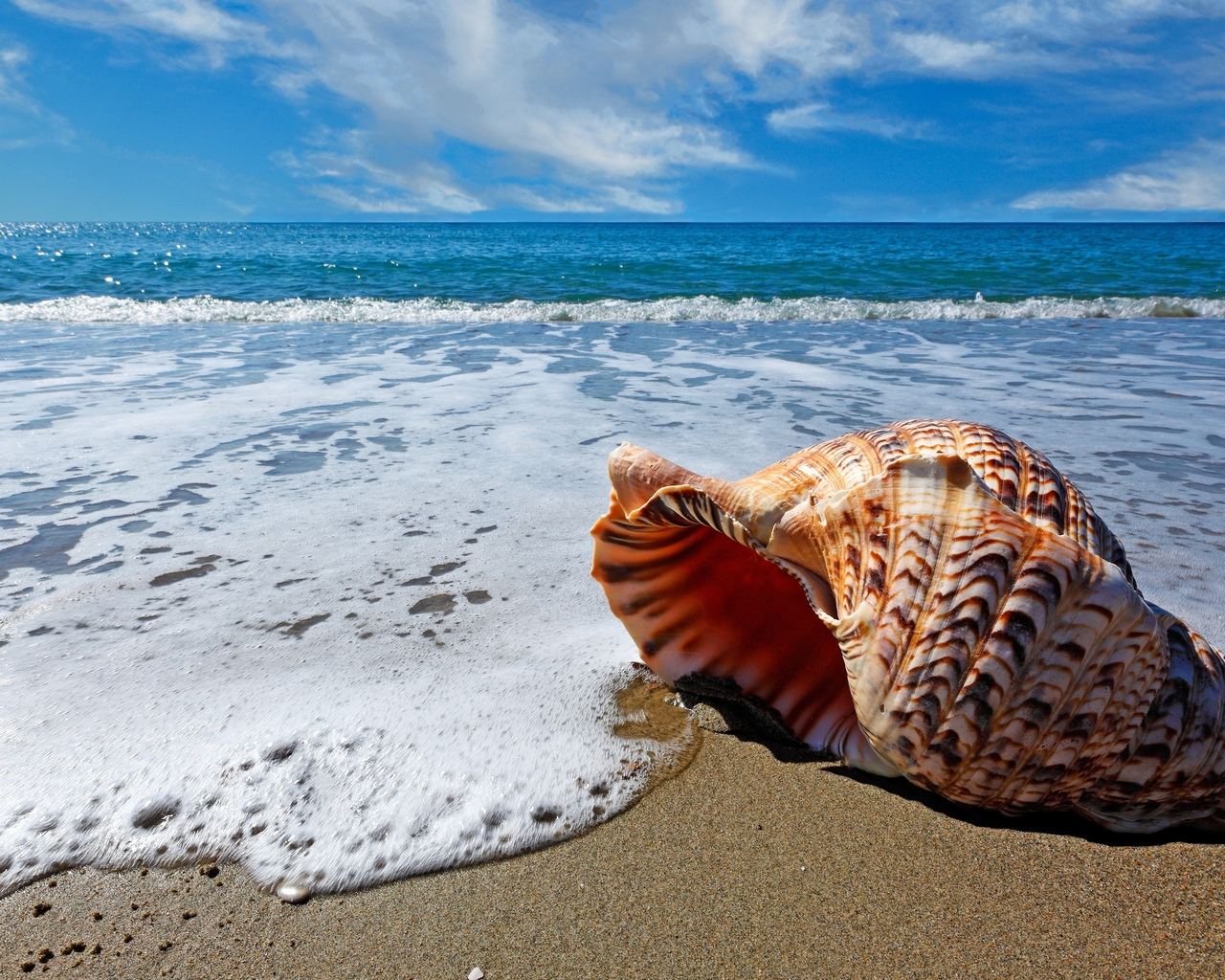Sea Shell for 1280 x 1024 resolution