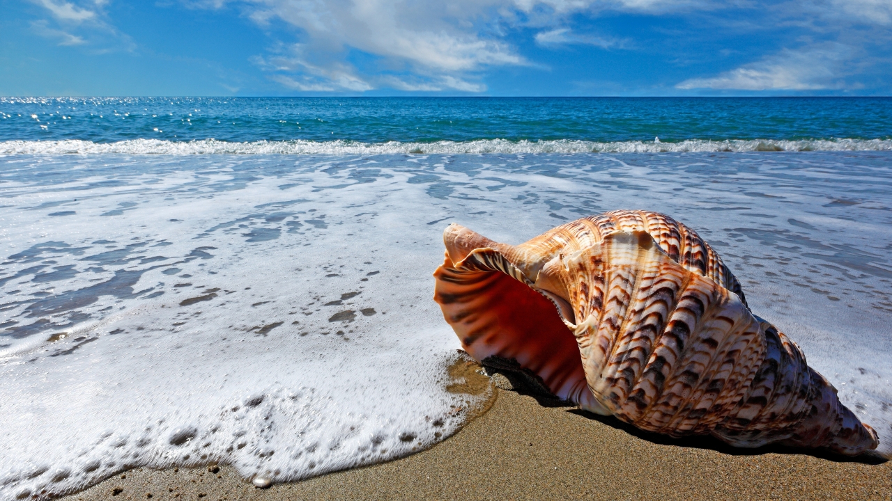 Sea Shell for 1280 x 720 HDTV 720p resolution
