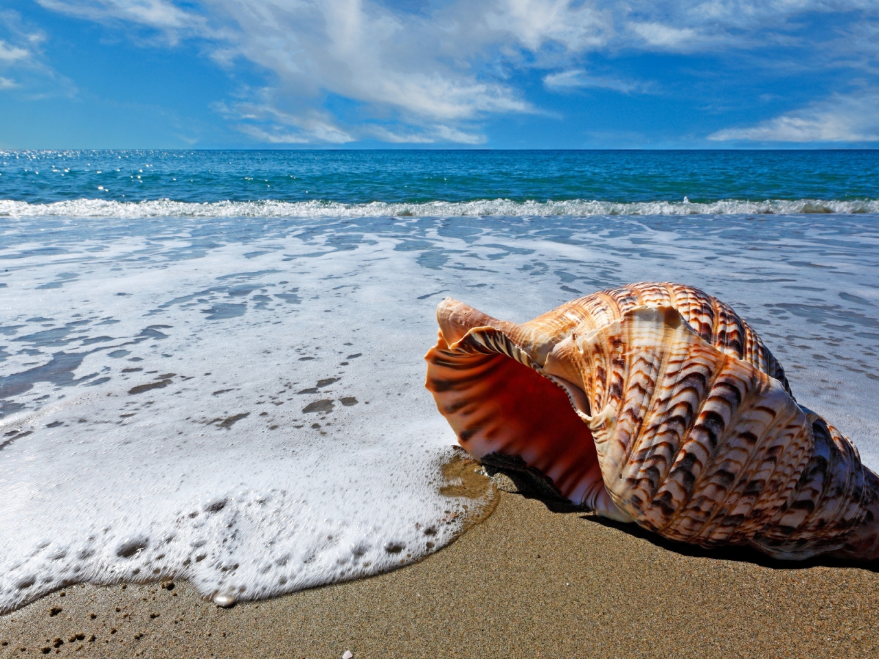 Sea Shell for 1280 x 960 resolution