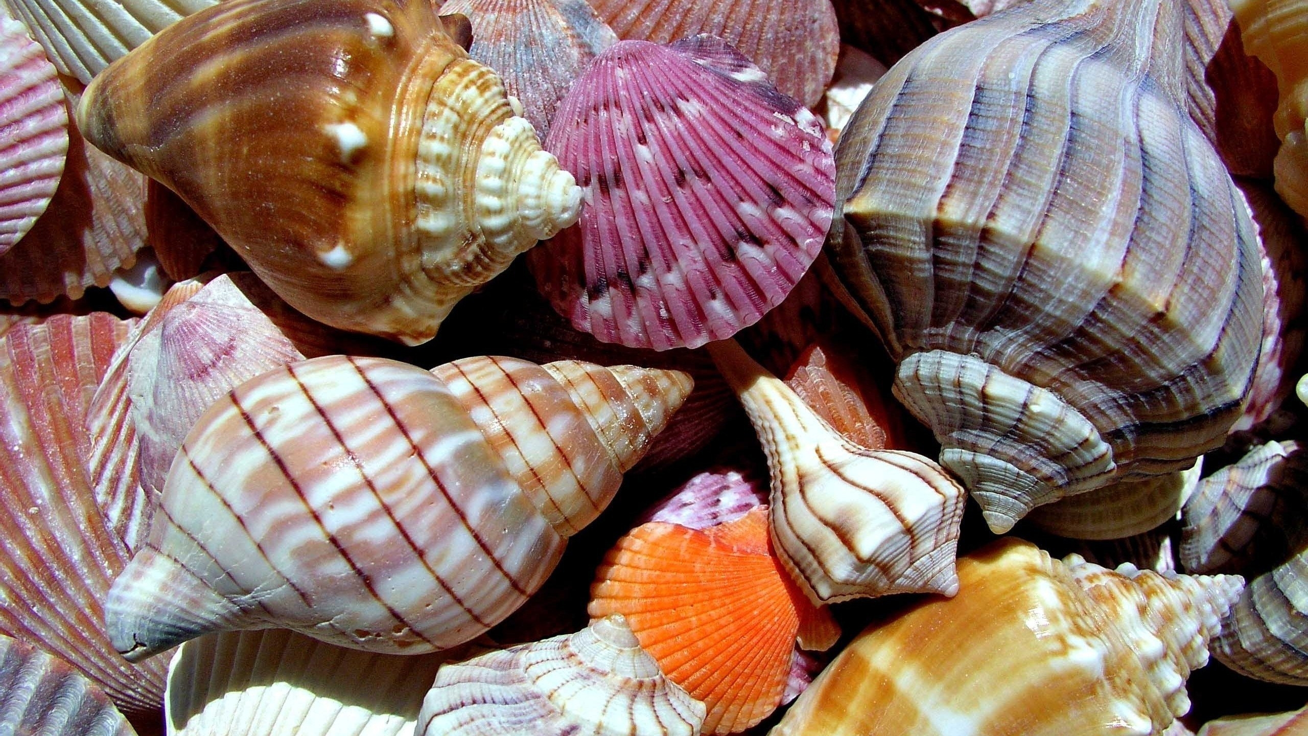 Sea Shells for 2560x1440 HDTV resolution
