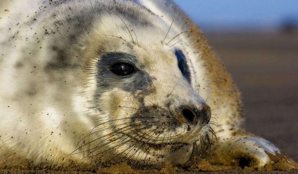 Seal cub for 1024 x 600 widescreen resolution