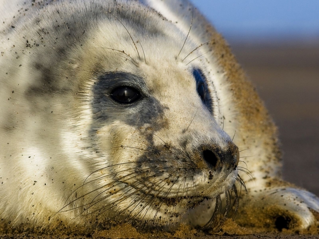 Seal cub for 1024 x 768 resolution
