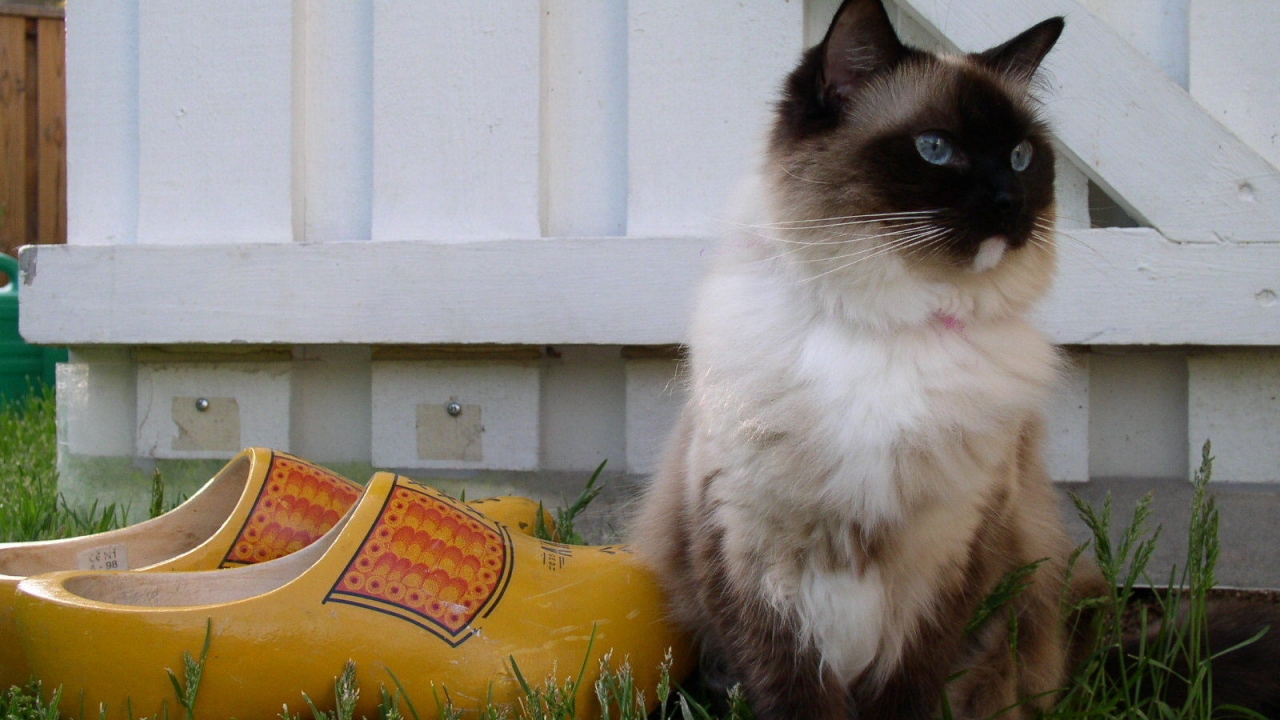Seal Mitted Ragdoll for 1280 x 720 HDTV 720p resolution