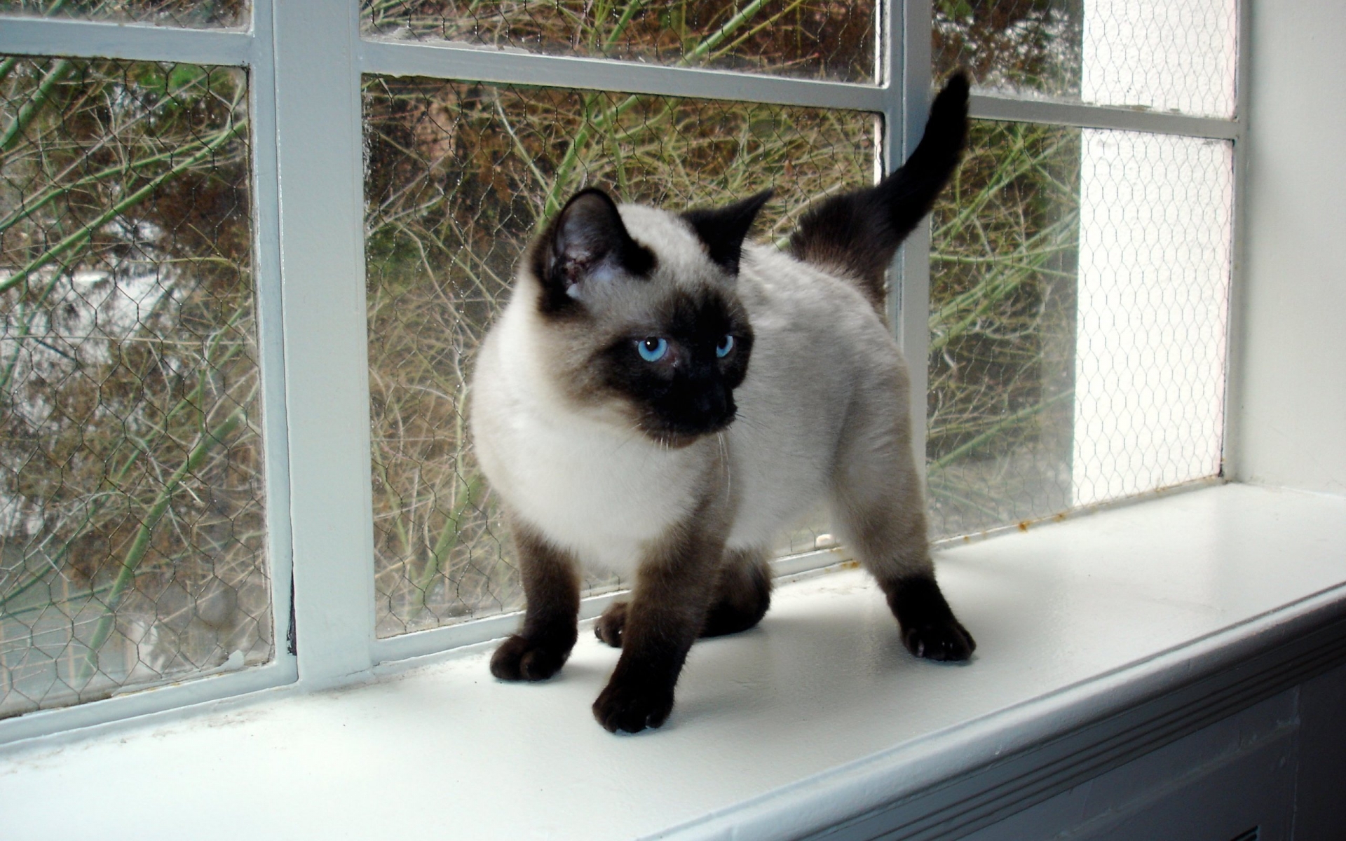 Seal Point Siamese Kitten for 1920 x 1200 widescreen resolution