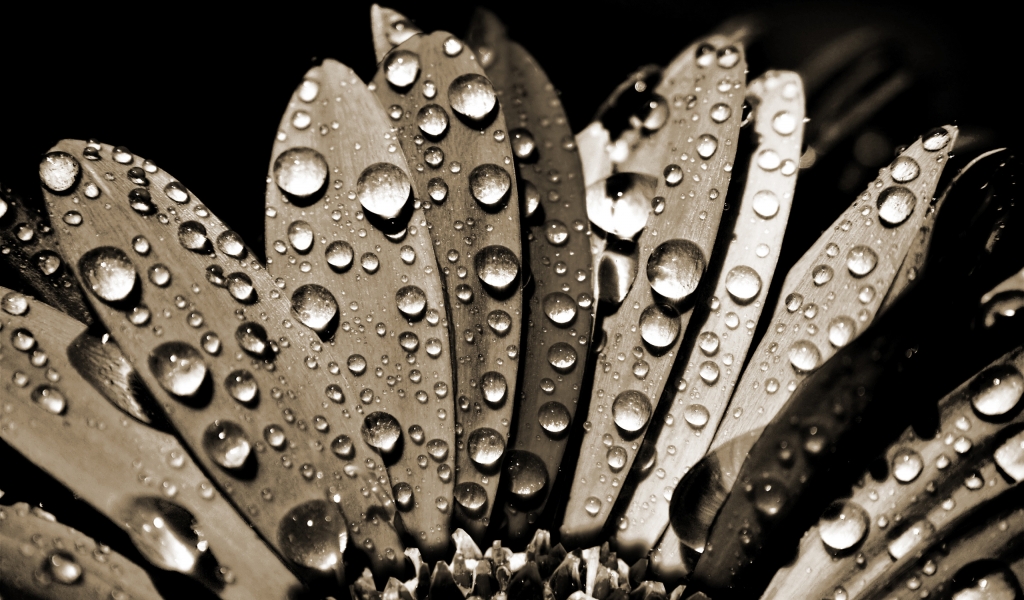 Sepia Water Drops for 1024 x 600 widescreen resolution