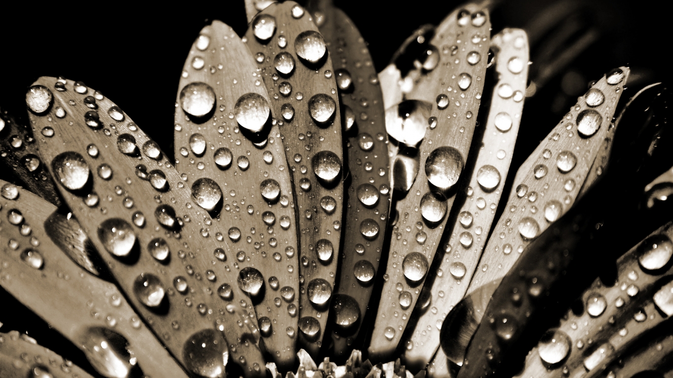 Sepia Water Drops for 1366 x 768 HDTV resolution