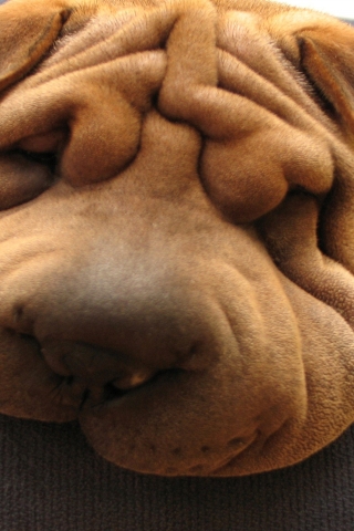 Shar Pei Dog for 320 x 480 iPhone resolution