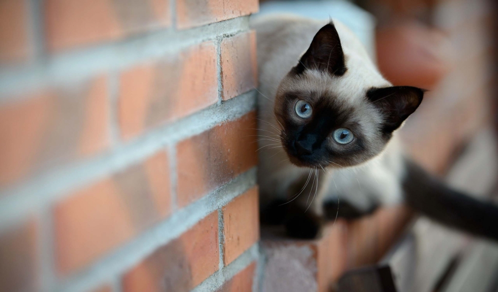 Siamese Cat on Brick Wall for 1024 x 600 widescreen resolution