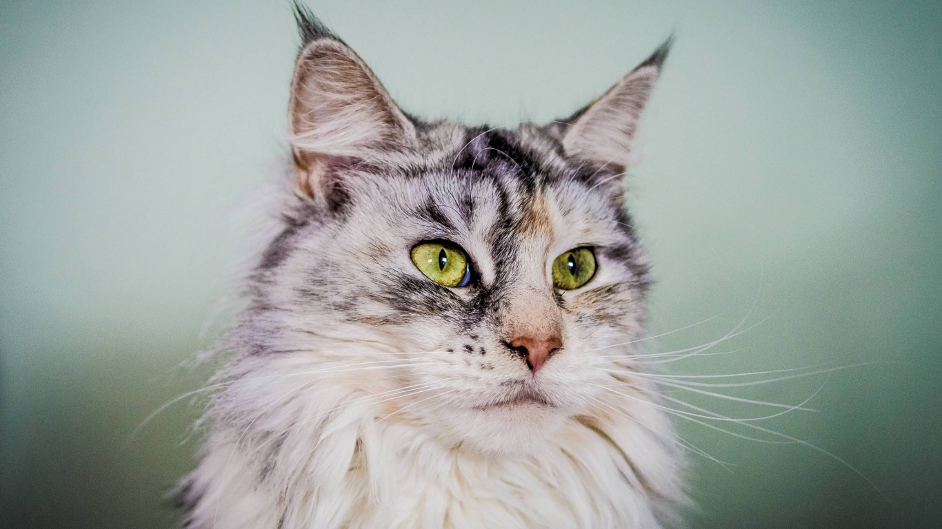 Silver Maine Coon Cat with Green Eyes for 1366 x 768 HDTV resolution