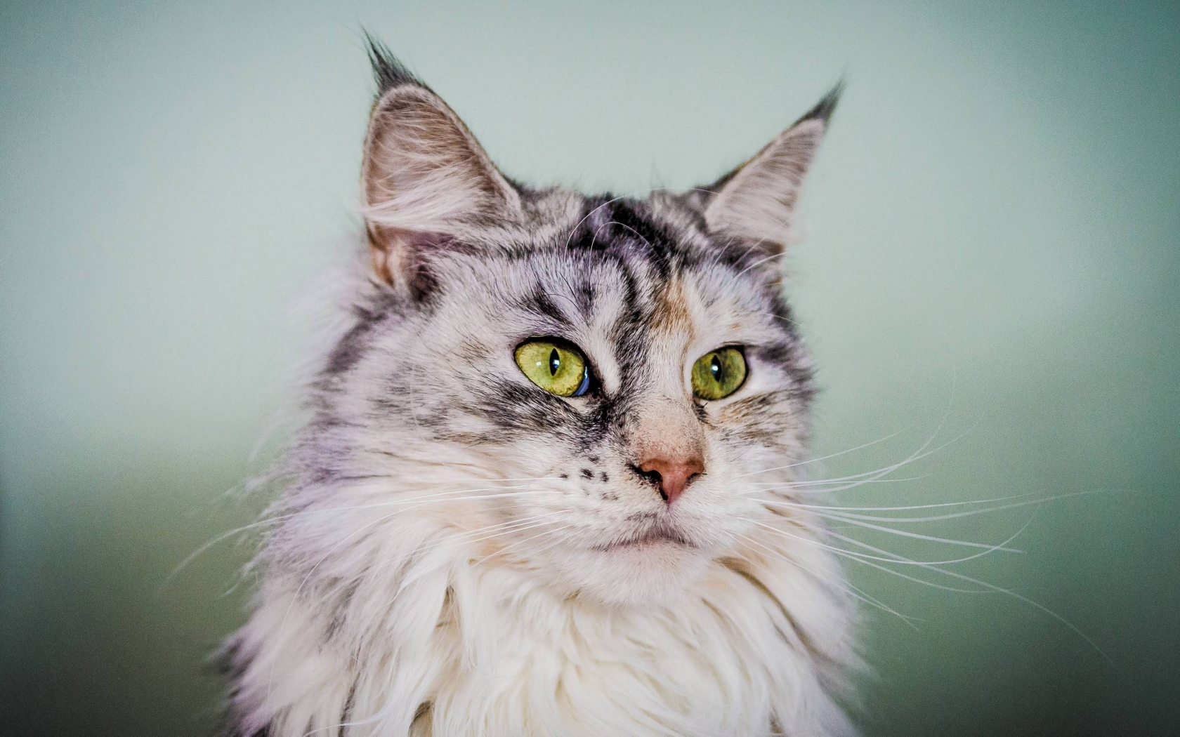 Silver Maine Coon Cat with Green Eyes for 1680 x 1050 widescreen resolution