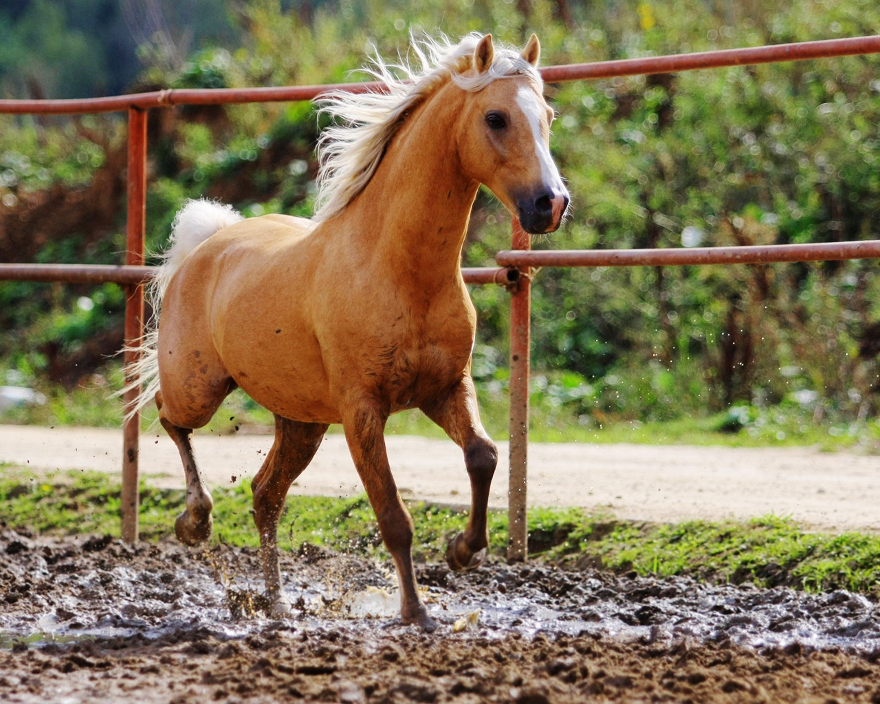 Single Horse for 1280 x 1024 resolution