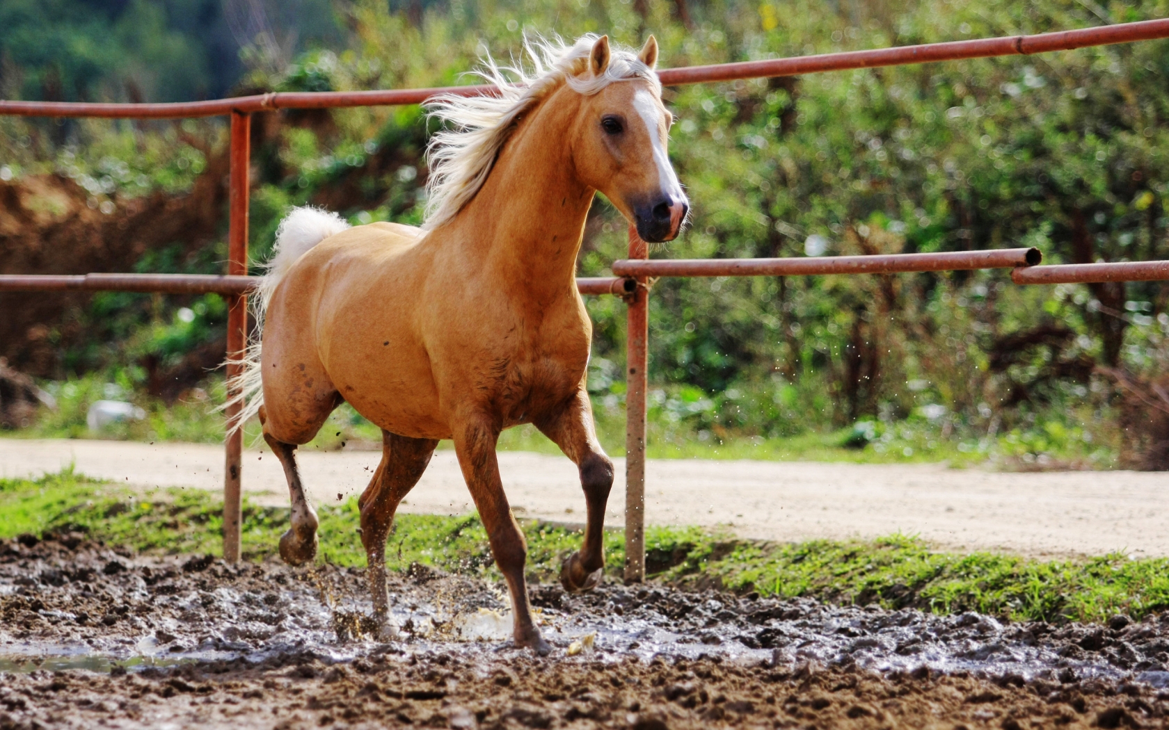 Single Horse for 1680 x 1050 widescreen resolution