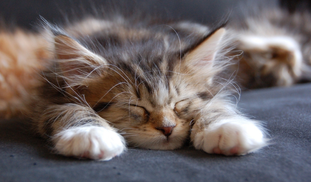 Sleeping Maine Coon Cat for 1024 x 600 widescreen resolution