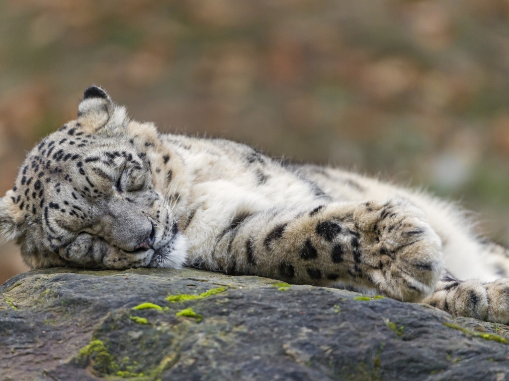 Sleeping Snow Leopard  for 1024 x 768 resolution