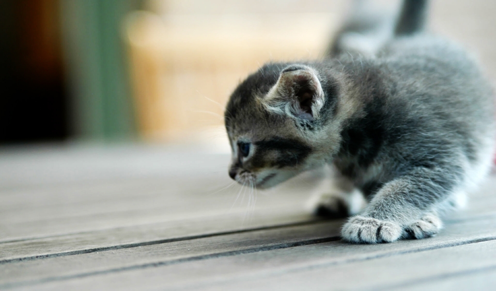 Small kitty for 1024 x 600 widescreen resolution