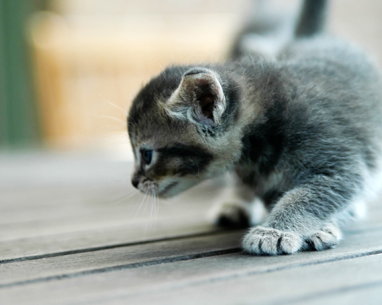 Small kitty for 1280 x 1024 resolution