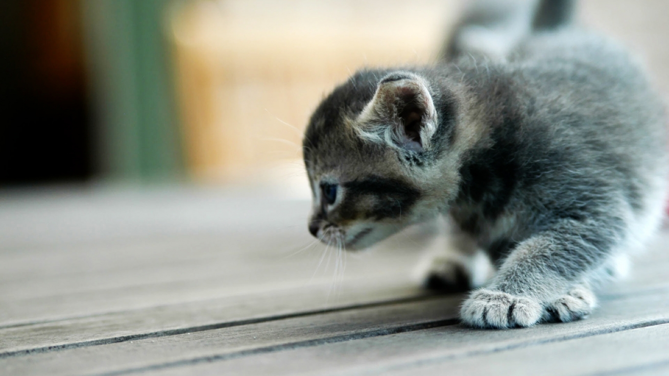 Small kitty for 1366 x 768 HDTV resolution