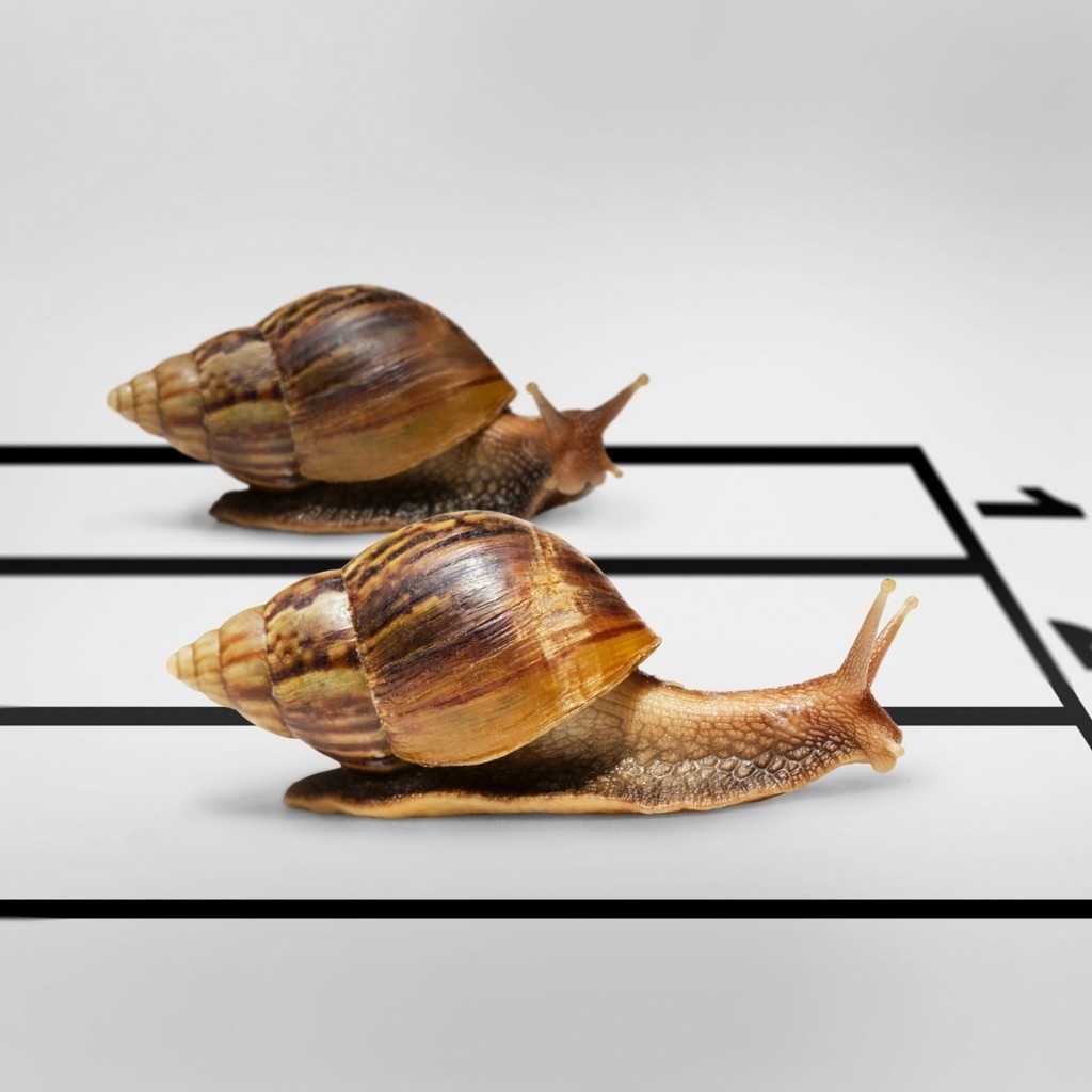 Snail Race for 1024 x 1024 iPad resolution