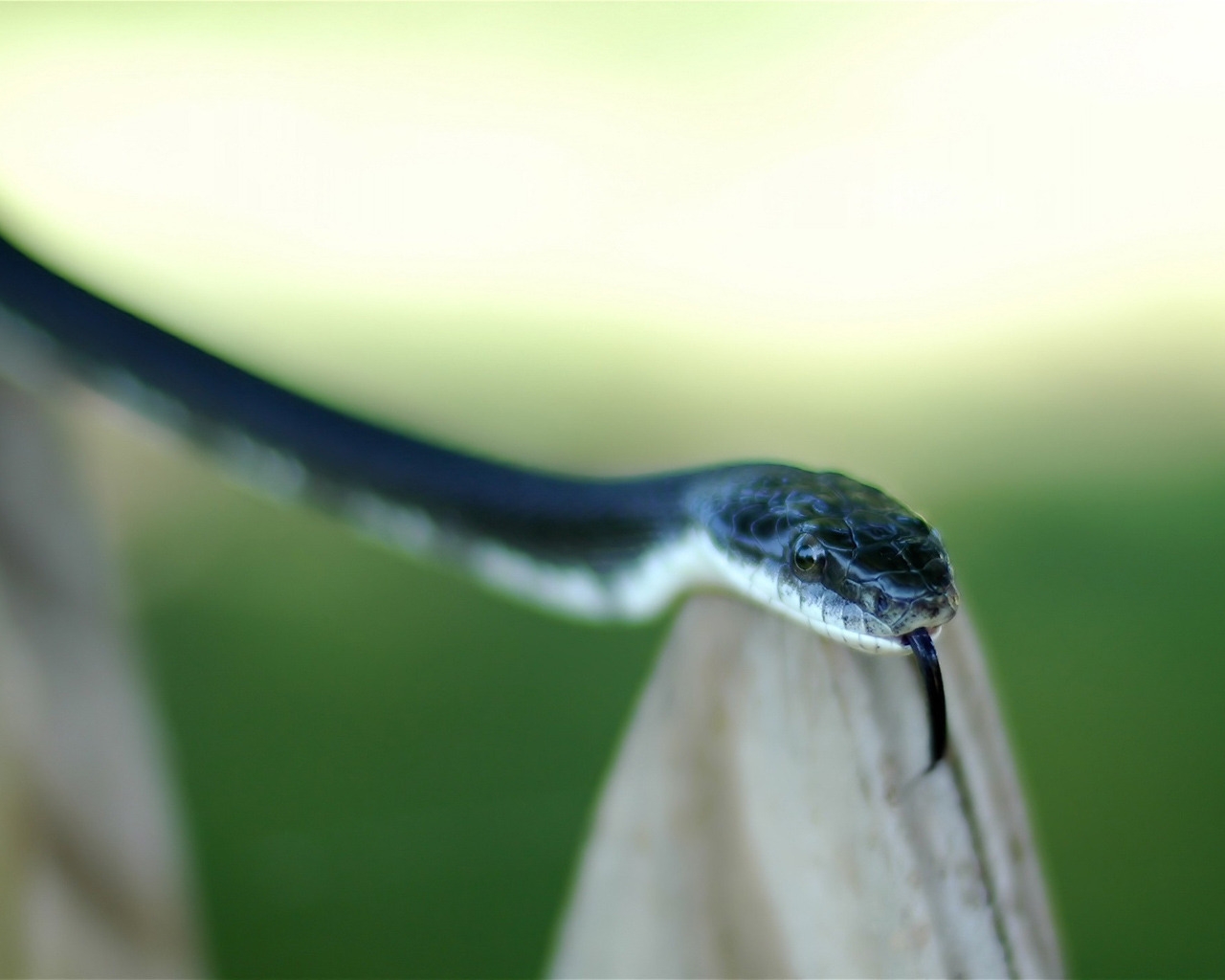 Snake Tongue for 1280 x 1024 resolution