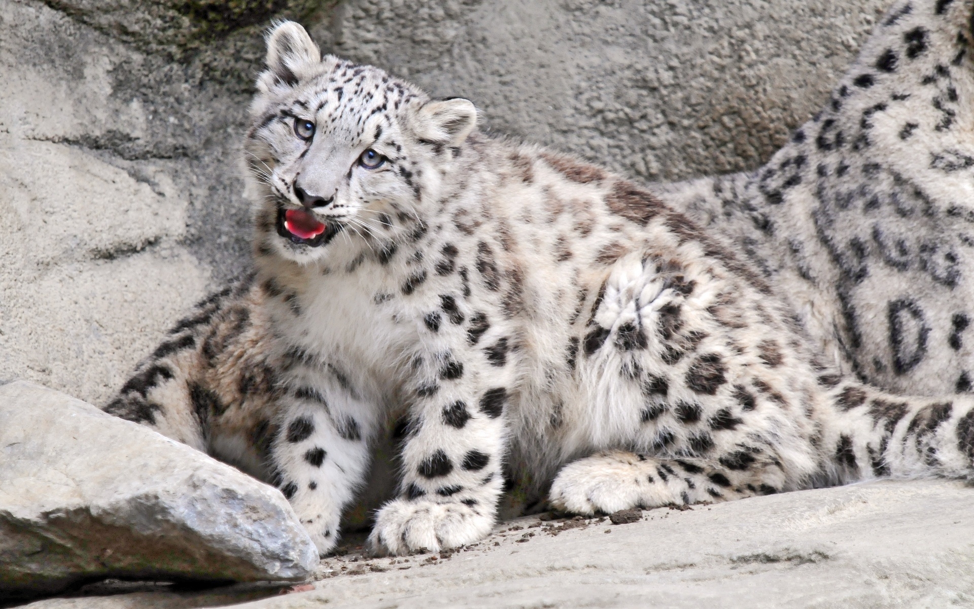 Snow Leopard for 1920 x 1200 widescreen resolution