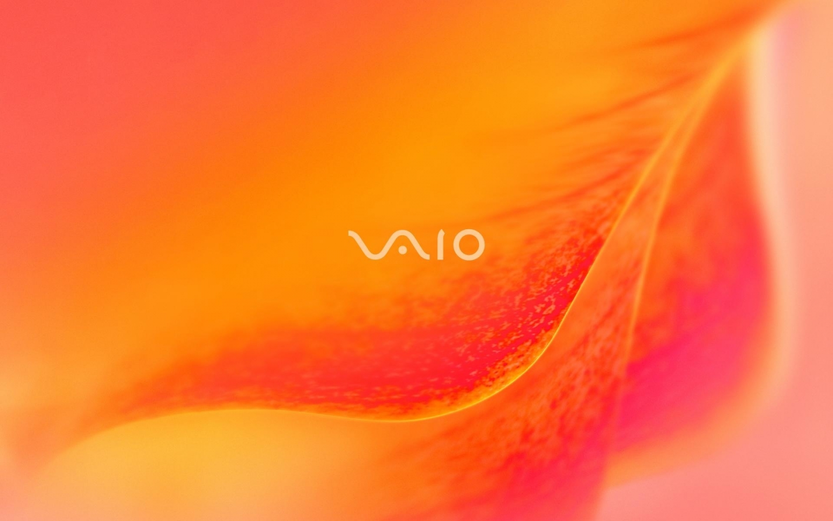 Sony Vaio Orange blossom for 1680 x 1050 widescreen resolution