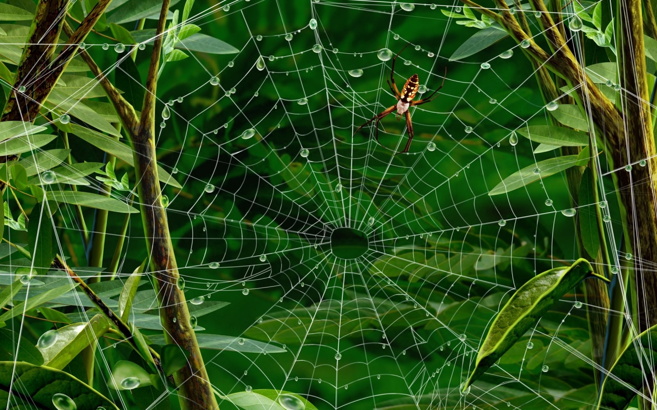 Spider walking for 1280 x 800 widescreen resolution