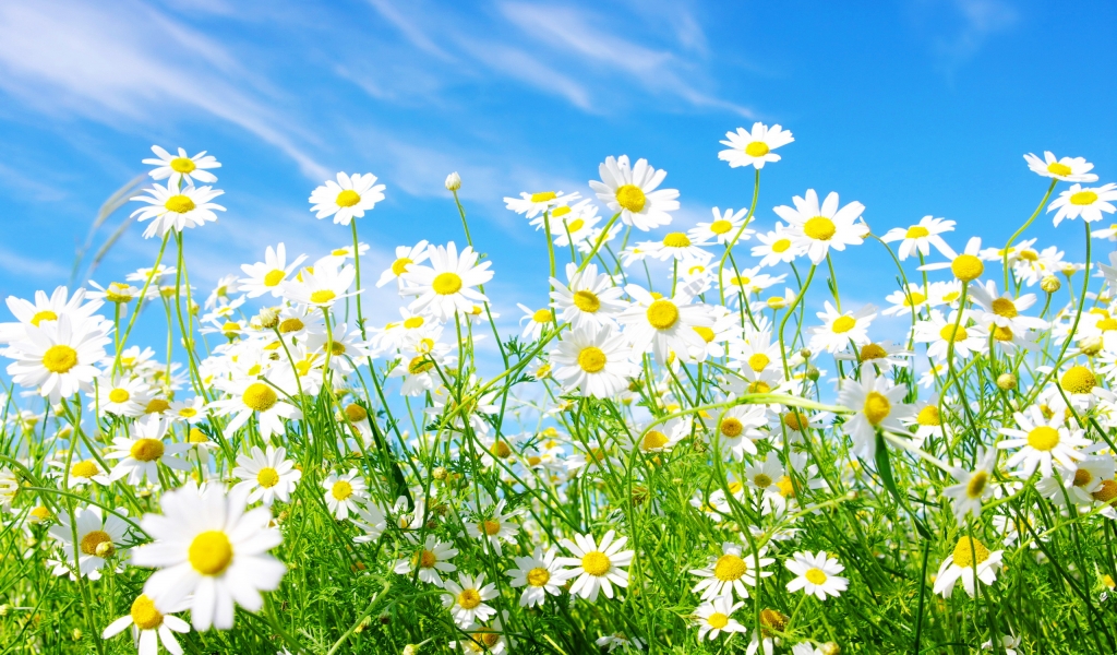 Spring Daisy for 1024 x 600 widescreen resolution