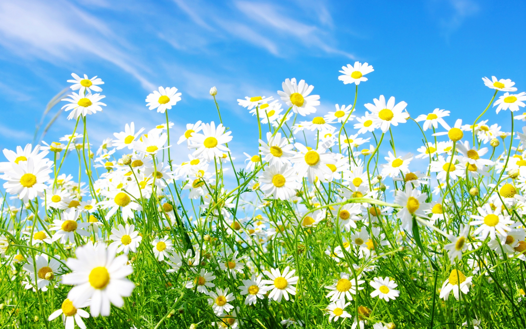 Spring Daisy for 1680 x 1050 widescreen resolution