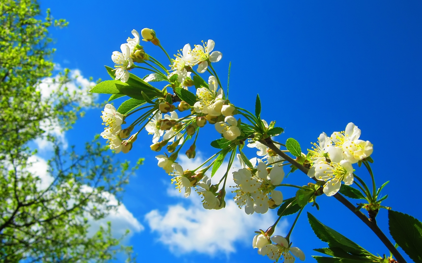 Spring Flower Tree for 1440 x 900 widescreen resolution