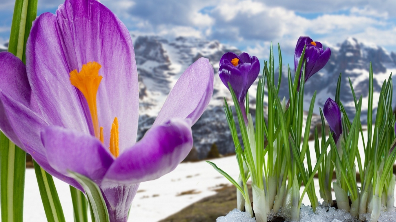 Spring Mountain Flowers for 1366 x 768 HDTV resolution