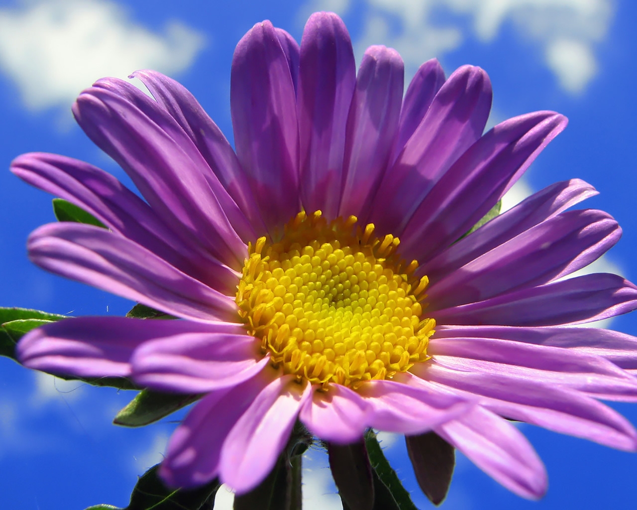 Spring Purple Flower for 1280 x 1024 resolution