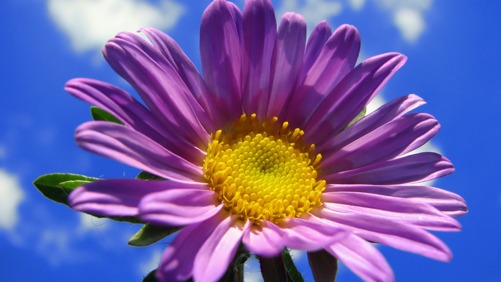 Spring Purple Flower for 1680 x 945 HDTV resolution