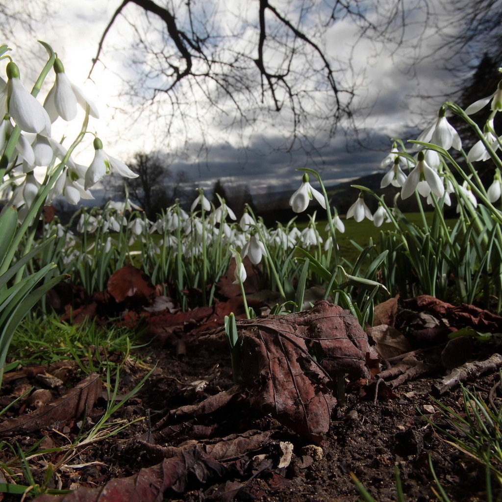 Spring Snowdrops for 1024 x 1024 iPad resolution