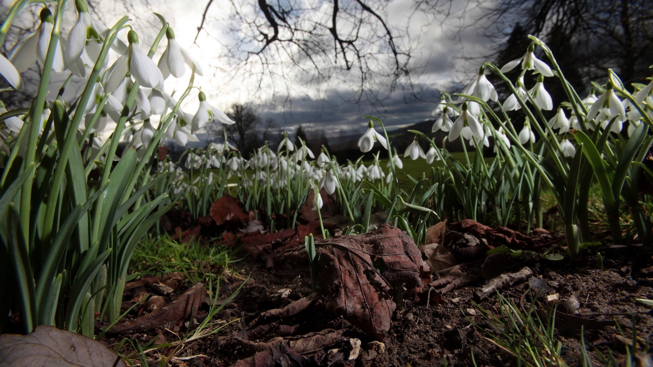 Spring Snowdrops for 1280 x 720 HDTV 720p resolution