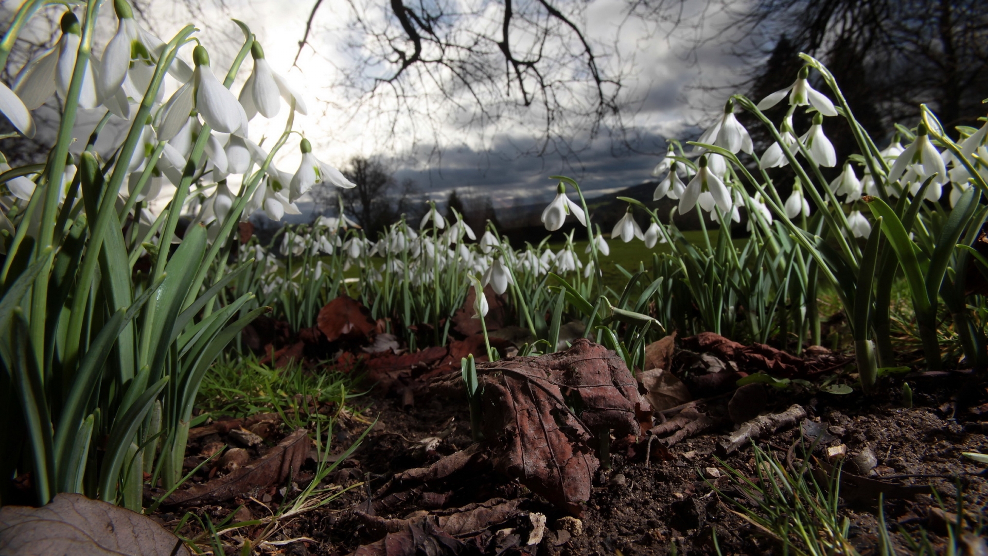 Spring Snowdrops for 1920 x 1080 HDTV 1080p resolution