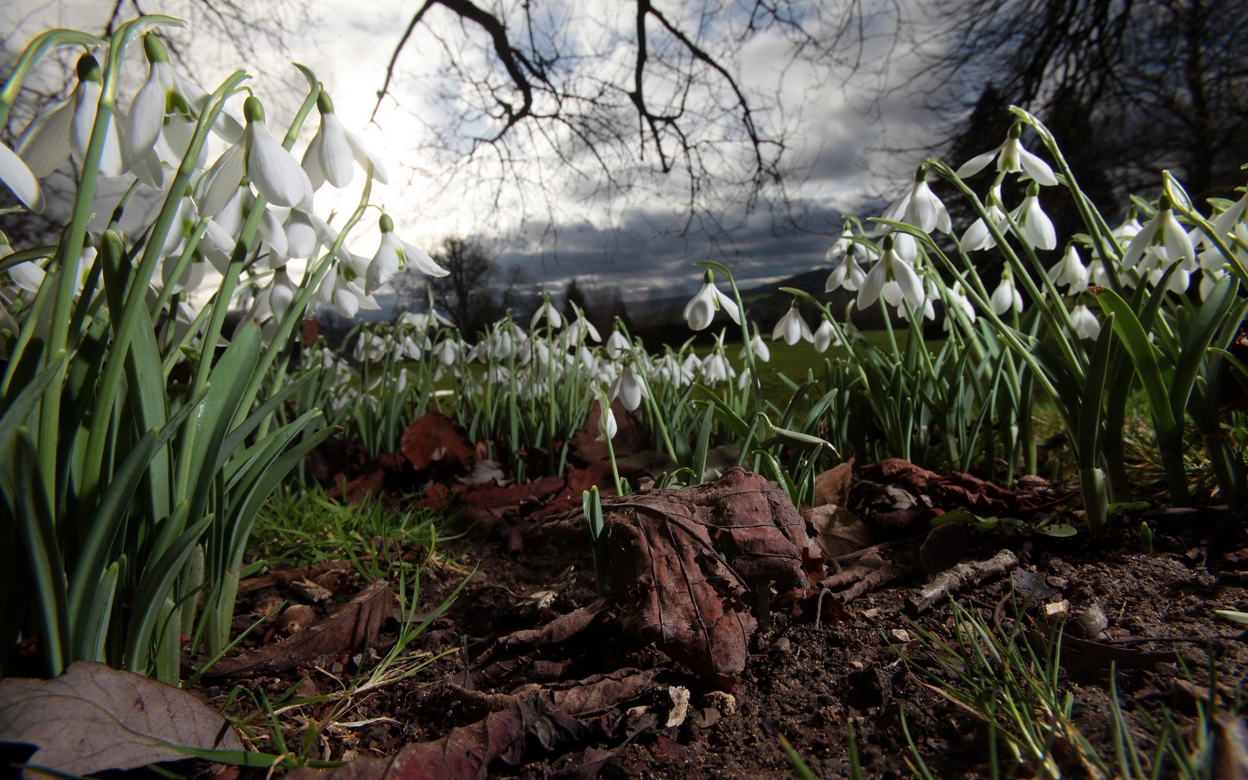 Spring Snowdrops for 2560 x 1600 widescreen resolution