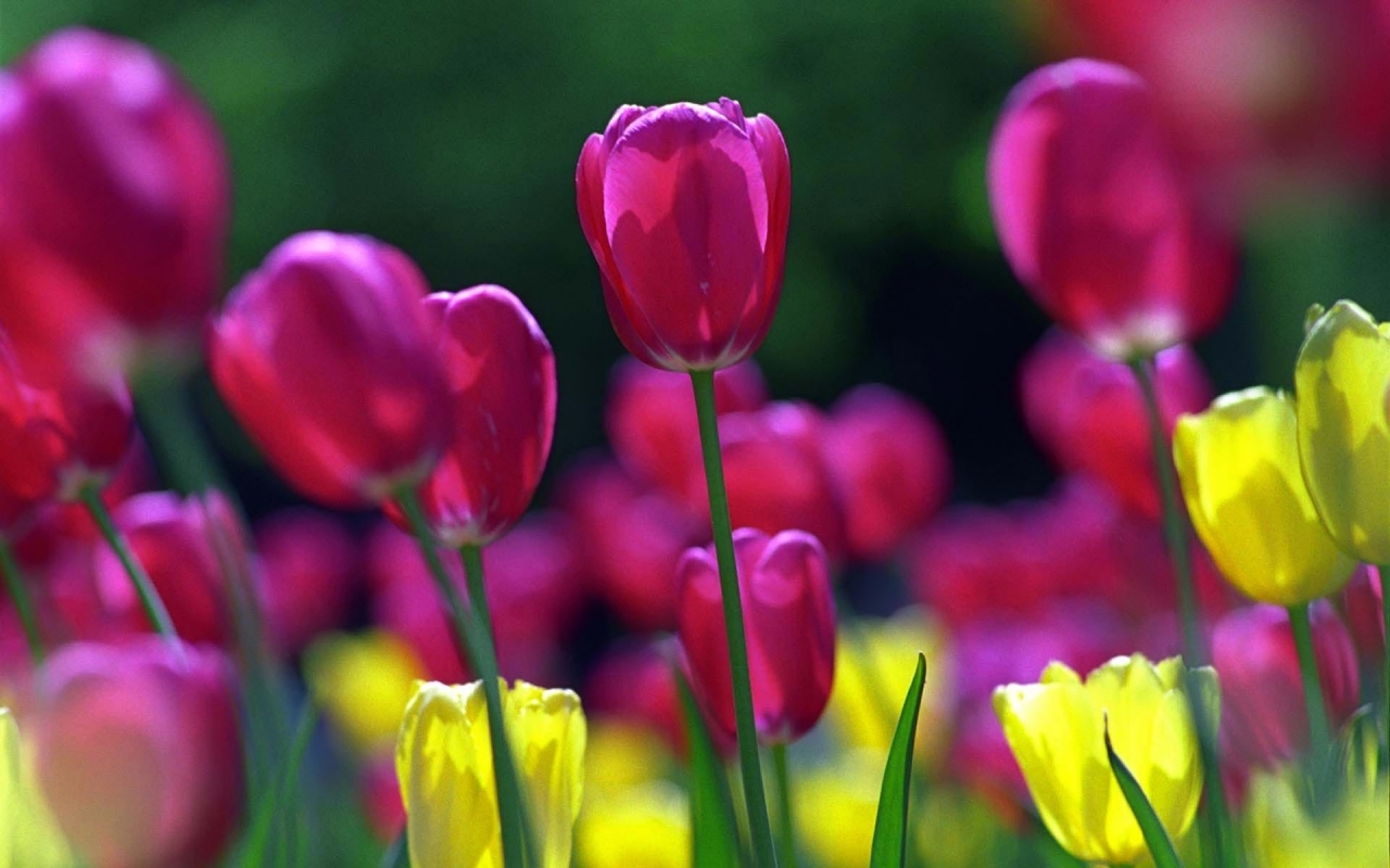 Spring Tulips for 1280 x 800 widescreen resolution