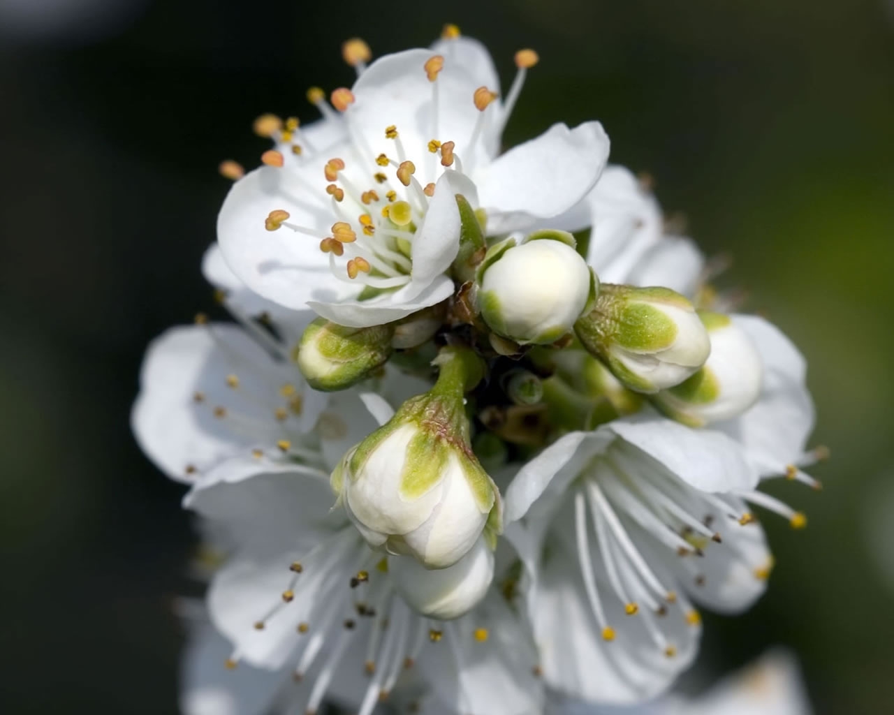 Spring White Flower for 1280 x 1024 resolution