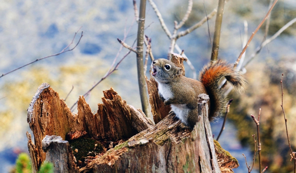 Squirrel on Branch for 1024 x 600 widescreen resolution