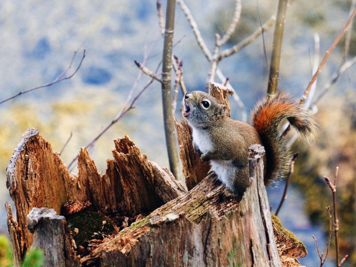 Squirrel on Branch for 1152 x 864 resolution