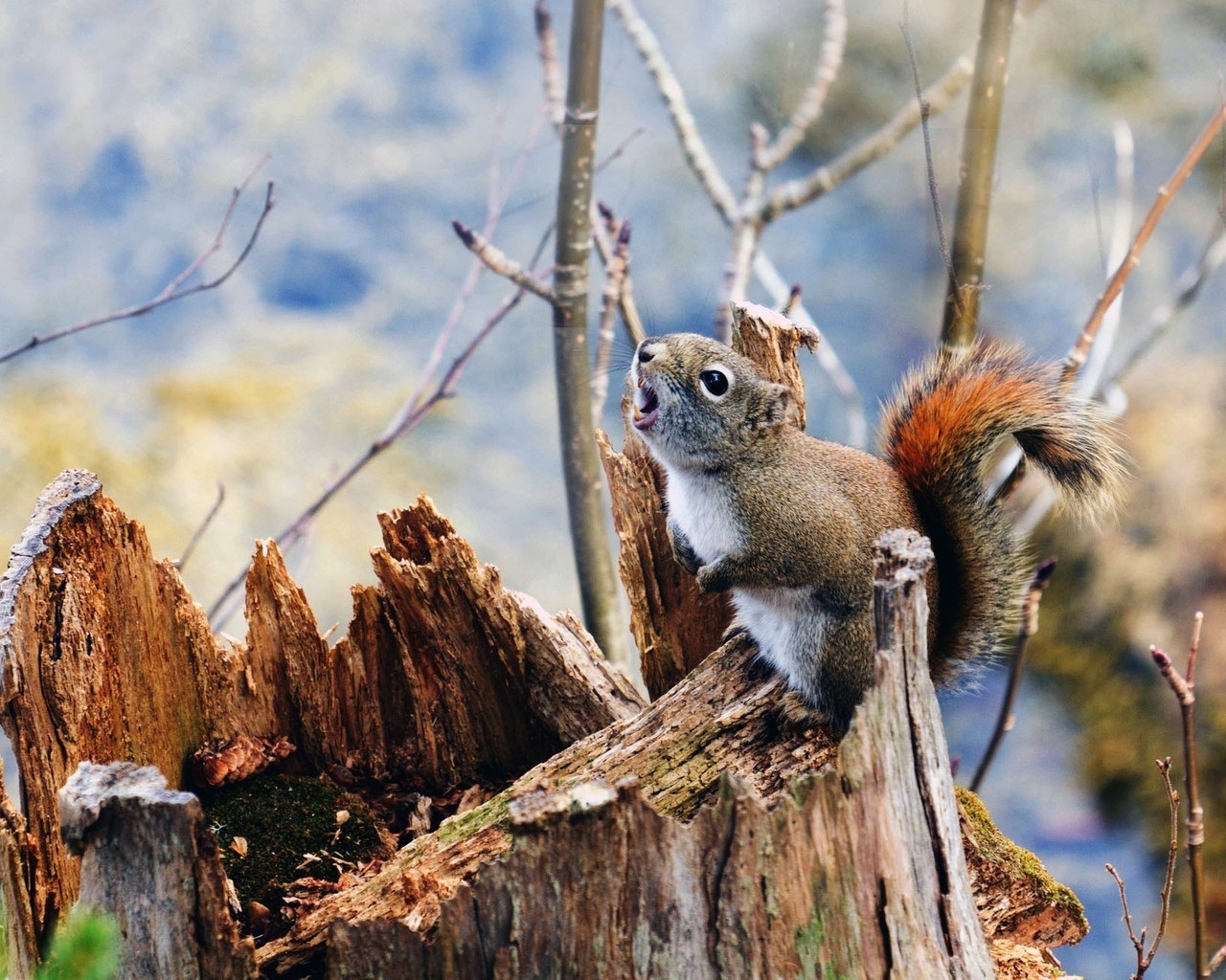 Squirrel on Branch for 1280 x 1024 resolution