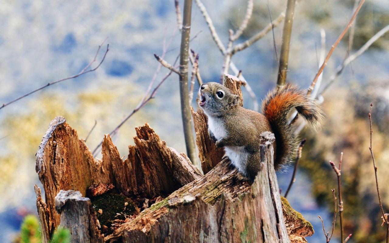 Squirrel on Branch for 1280 x 800 widescreen resolution