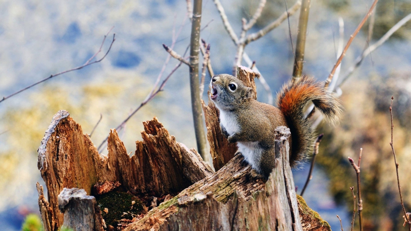 Squirrel on Branch for 1366 x 768 HDTV resolution