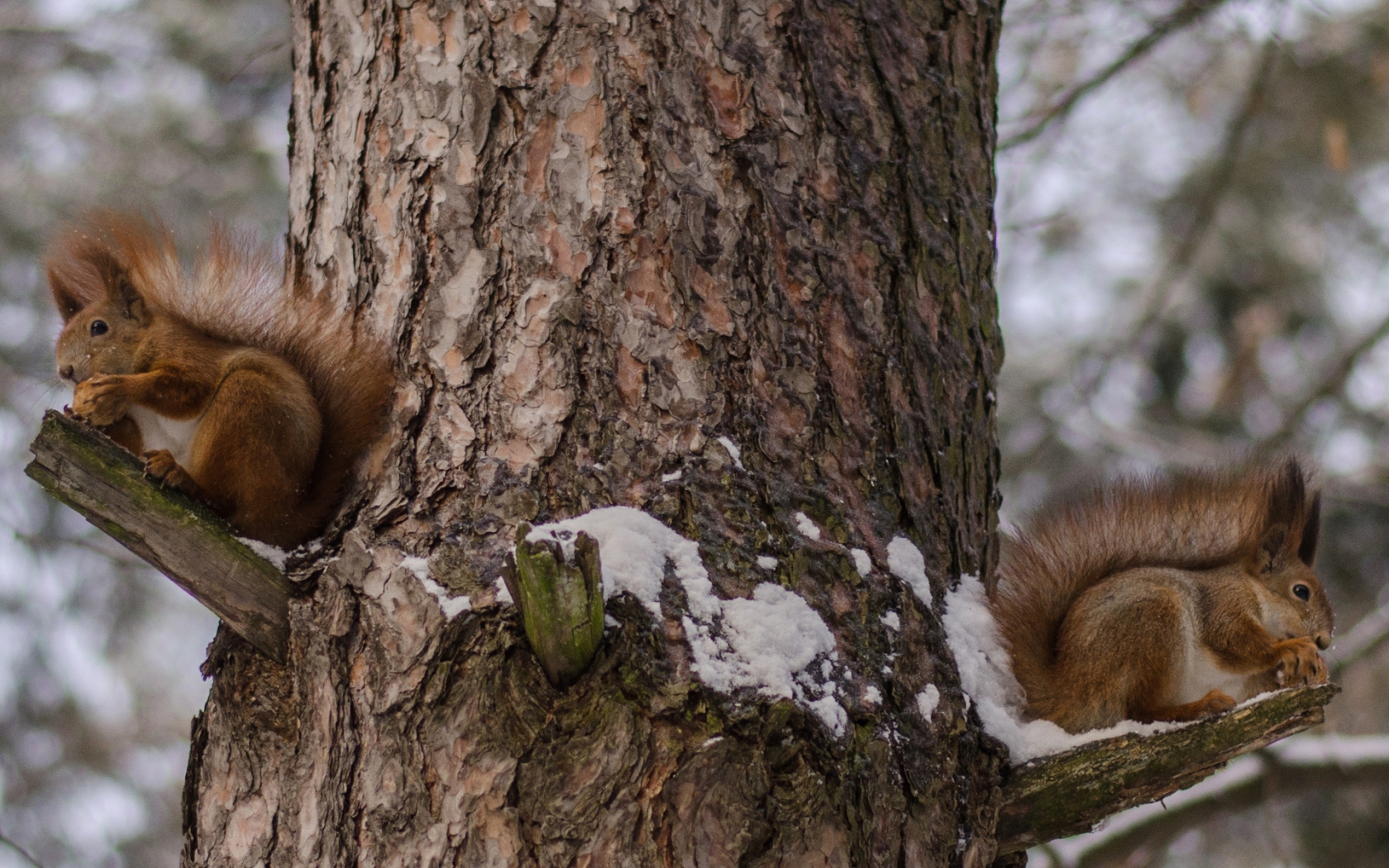 Squirrels Eating Nuts for 1680 x 1050 widescreen resolution
