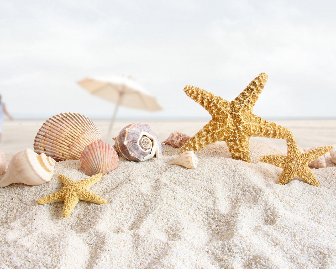 Summer Sea Shells for 1280 x 1024 resolution
