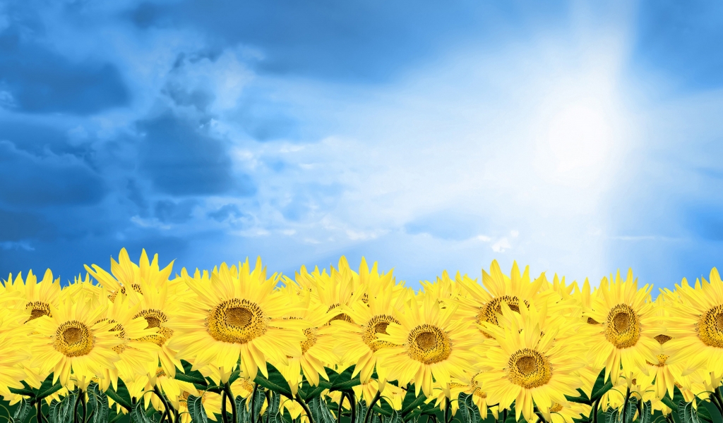 Summer Sunflowers for 1024 x 600 widescreen resolution