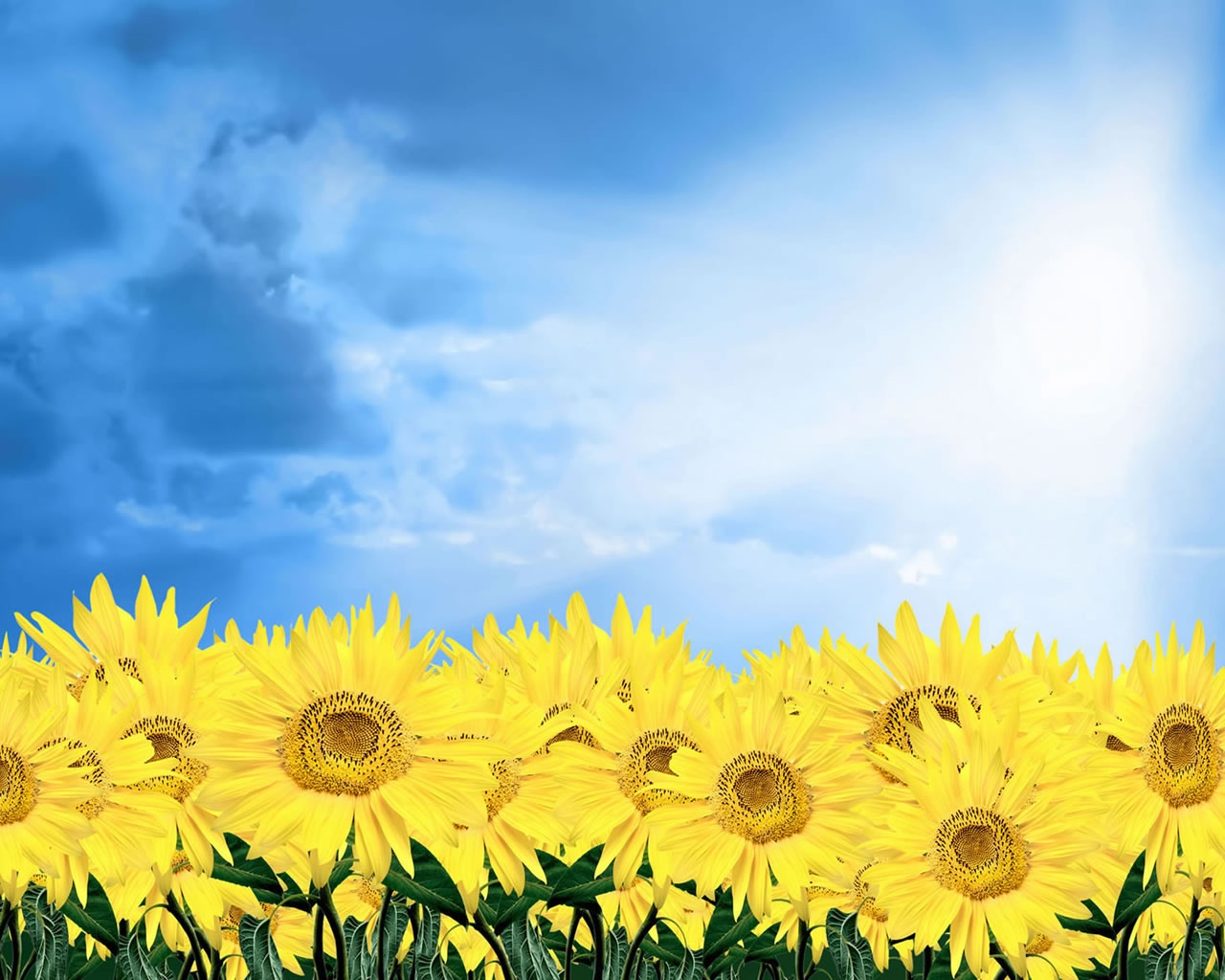 Summer Sunflowers for 1280 x 1024 resolution