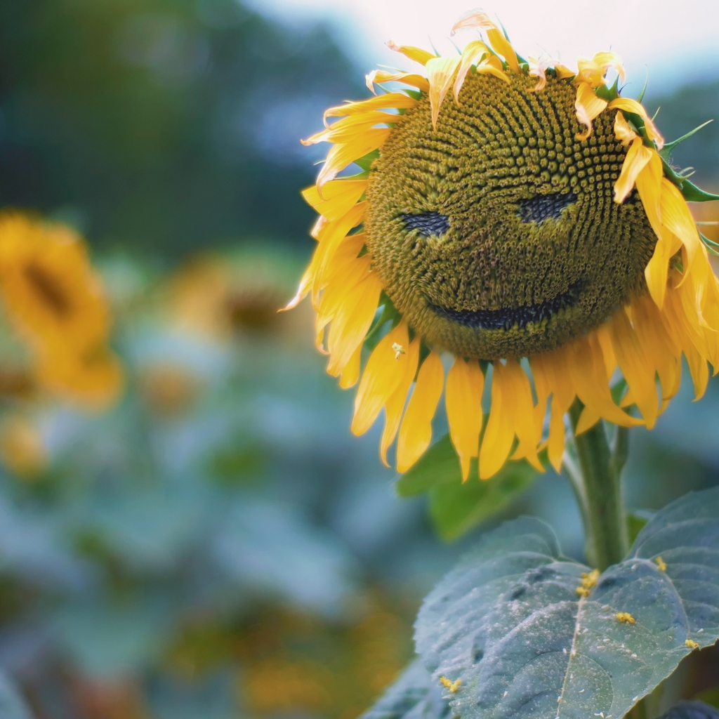Sun Flower Face for 1024 x 1024 iPad resolution