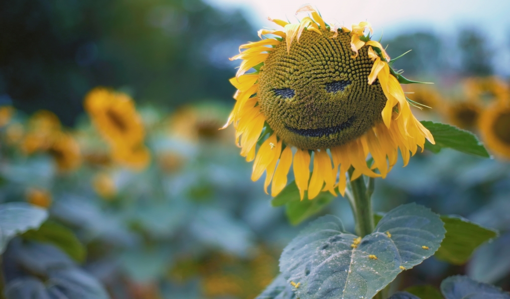 Sun Flower Face for 1024 x 600 widescreen resolution